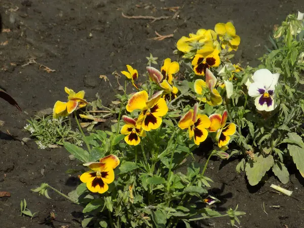 Üç renkli menekşe, vahşi nonoş (Viola üç renkli L.) 