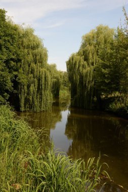 Eski sonbahar ormanı, genel manzara