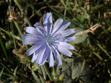 Centaurea, Saster familyasından bir bitki cinsidir.