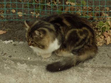 Kedi kedisi (Latince Felis Silvestris catus), kedigiller (Felis) familyasından bir kedi türü.)