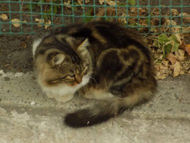 Kedi kedisi (Latince Felis Silvestris catus), kedigiller (Felis) familyasından bir kedi türü.)