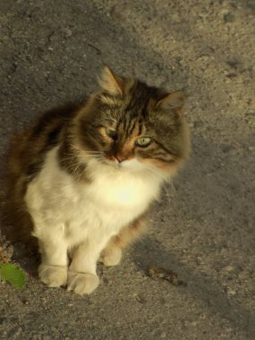 Kedi kedisi (Latince Felis Silvestris catus), kedigiller (Felis) familyasından bir kedi türü.)