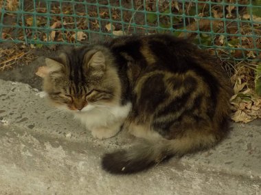 Kedi kedisi (Latince Felis Silvestris catus), kedigiller (Felis) familyasından bir kedi türü.)
