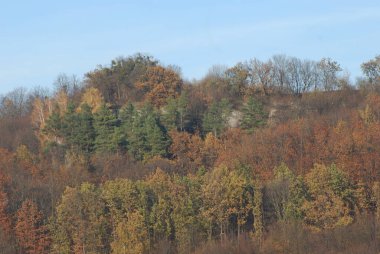 Eski sonbahar ormanı, genel manzara