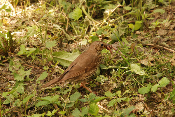Song thrush (Turdus philomelos) is a bird from the Thrush family