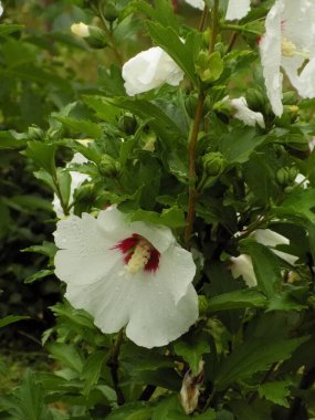 Malva, veya mallow (lat. Mlva) 