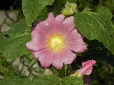 Malva, veya mallow (lat. Mlva) 