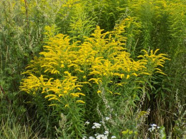 Golden Cowl Canadian (Latin Solidgo canadnsis), bloom, family astropeus, flowers, general view, genus goldenrod, green, leaves, or composite, taç yaprakları, plant, weed, wild, yellow