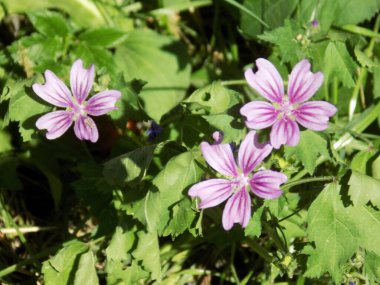 Forest mallow, forest mallow, common mallow, zensiver (lat. Malva sylvestris L., Malva grossheimii Schischk.)