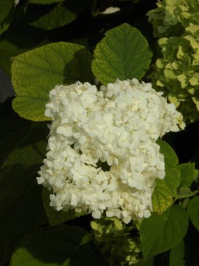 Hydrangea (Hydrangea) is a genus of flowering plants of the Hydrangea family          