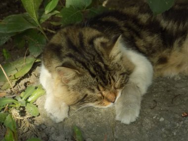 Kedi kedisi (Latince Felis Silvestris catus), kedigiller (Felis) familyasından bir kedi türü.) 