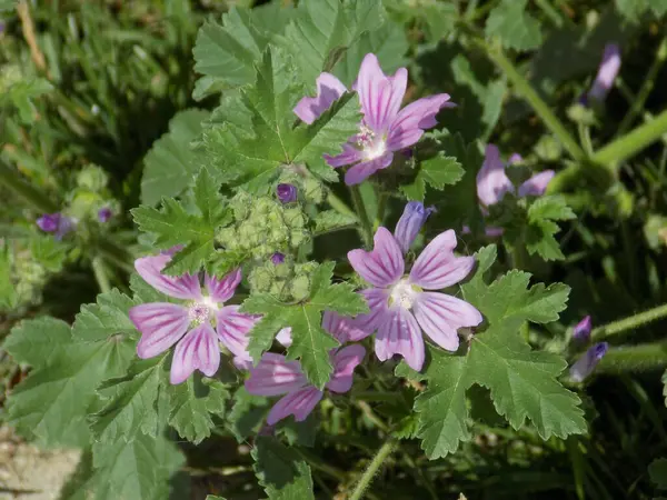 Forest mallow, forest mallow, common mallow, zensiver (lat. Malva sylvestris L., Malva grossheimii Schischk.)