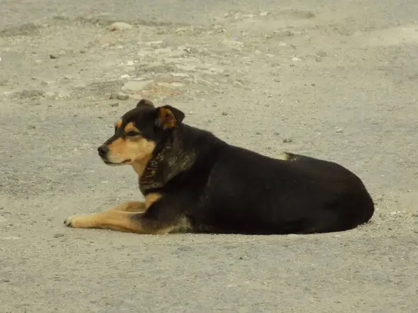 Köpek ya da evcil köpek (Canis lupus familiaris))