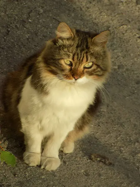 Kedi kedisi (Latince Felis Silvestris catus), kedigiller (Felis) familyasından bir kedi türü.)         