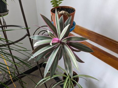  Reo (Rhoeo Hance) Komelinovykh ailesine takdim edilir.