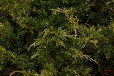 Thuja is a genus of evergreen coniferous trees and shrubs of the cypress family          