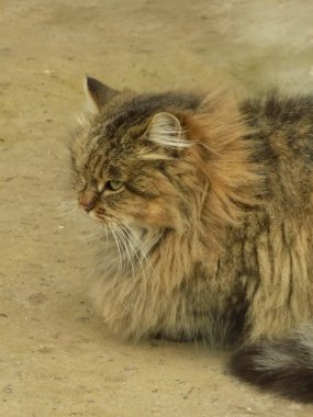 Kedi kedisi (Latince Felis Silvestris catus), kedigiller (Felis) familyasından bir kedi türü.)