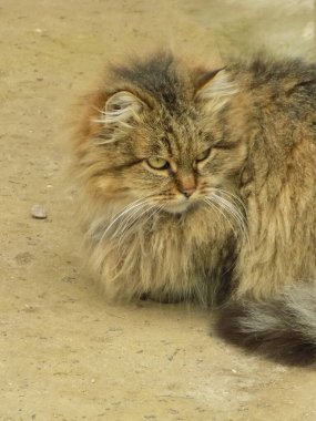 Kedi kedisi (Latince Felis Silvestris catus), kedigiller (Felis) familyasından bir kedi türü.)