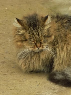 Kedi kedisi (Latince Felis Silvestris catus), kedigiller (Felis) familyasından bir kedi türü.)