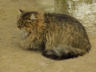 Kedi kedisi (Latince Felis Silvestris catus), kedigiller (Felis) familyasından bir kedi türü.)