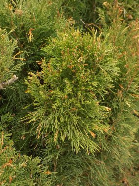 Thuja is a genus of evergreen coniferous trees and shrubs of the cypress family            