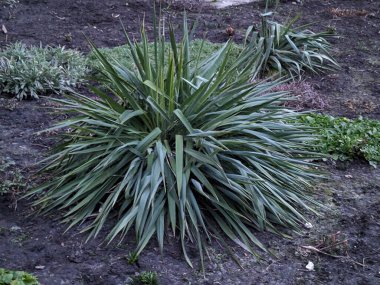 Yucca (Yucca), Agave familyasından bir bitki cinsidir.
