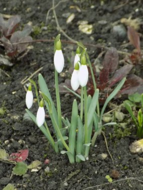   Yaygın kar damlası, beyaz kar damlası (Galanthus nivalis)        