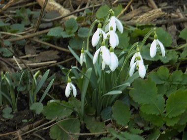   Yaygın kar damlası, beyaz kar damlası (Galanthus nivalis)        