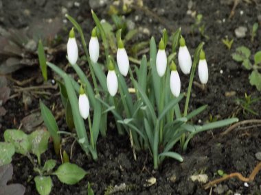   Yaygın kar damlası, beyaz kar damlası (Galanthus nivalis)        