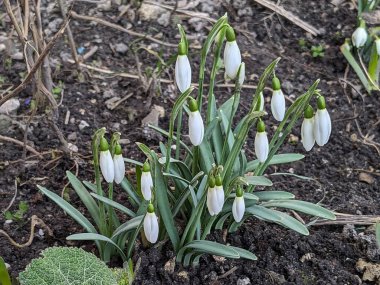  Yaygın kar damlası, beyaz kar damlası (Galanthus nivalis)  