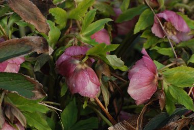 Hellebore veya Zimovnik (lat. Hellborus) 