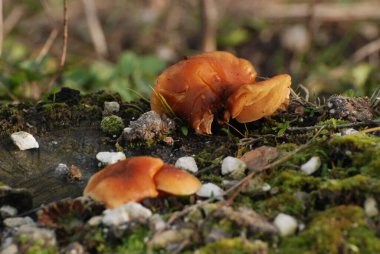 Downy küf veya flamulina (Flammulina velutipes (Curtis) Singer; Collibia velutipes (Kurt. Eski Fr.) Kumm.) 