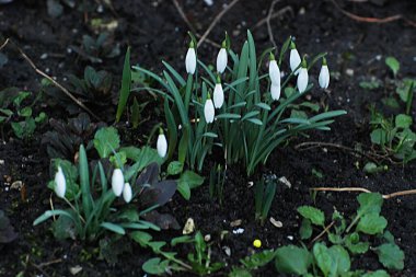 Yaygın kar damlası, beyaz kar damlası (Galanthus nivalis) 