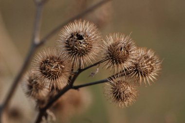 Gerçek dulavratotu meyveleri.  