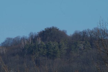 Eski sonbahar ormanı, genel manzara