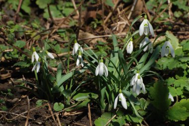  Yaygın kar damlası, beyaz kar damlası (Galanthus nivalis) 