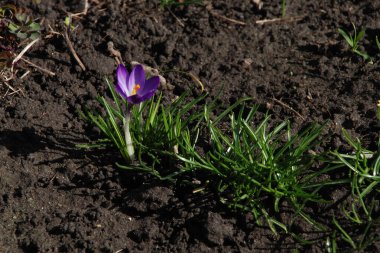 Safran (lat. Crocus (