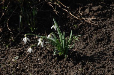  Yaygın kar damlası, beyaz kar damlası (Galanthus nivalis) 