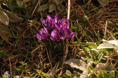 Safran (lat. Crocus (