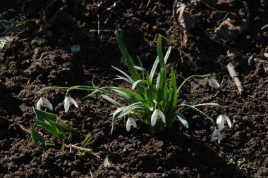  Yaygın kar damlası, beyaz kar damlası (Galanthus nivalis) 