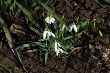  Yaygın kar damlası, beyaz kar damlası (Galanthus nivalis) 