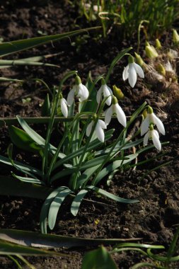  Yaygın kar damlası, beyaz kar damlası (Galanthus nivalis) 
