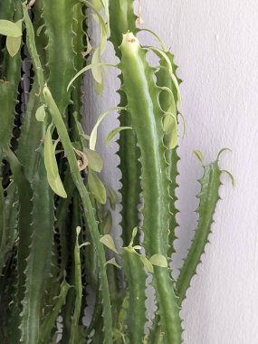  Kaktüs (Kaktaceae) - karanfil (Caryophyllales) familyasından sulu bitkiler familyasıdır.)