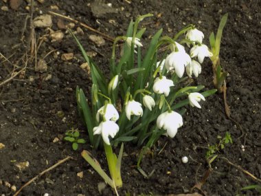 Taze beyaz çiçek (lat. Leucojum vernum L.) 