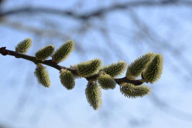 Willow (tükürük L.), stas. söğüt (vid prasl. jva)