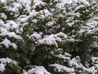 Thuja is a genus of evergreen coniferous trees and shrubs of the cypress family 