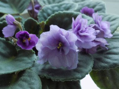 Palmaceae (Lat. Arecaceae, tek oktavlı sınıfından bir odunsu bitki familyasıdır.