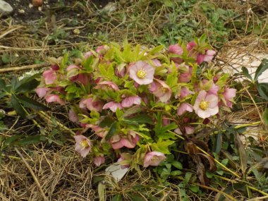  Hellebore veya Zimovnik (lat. Hellborus) 