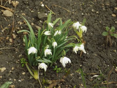 Taze beyaz çiçek (lat. Leucojum vernum L.)