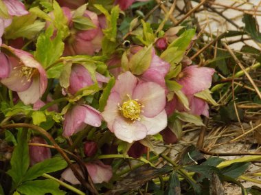  Hellebore veya Zimovnik (lat. Hellborus) 